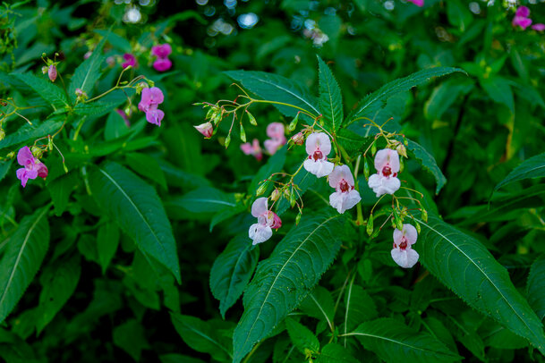 Thumbnail: _JA 40872 Springkraut.jpg